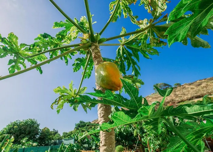 Casa Emblematica Maruca Y Leli Hébergement de vacances Los Silos